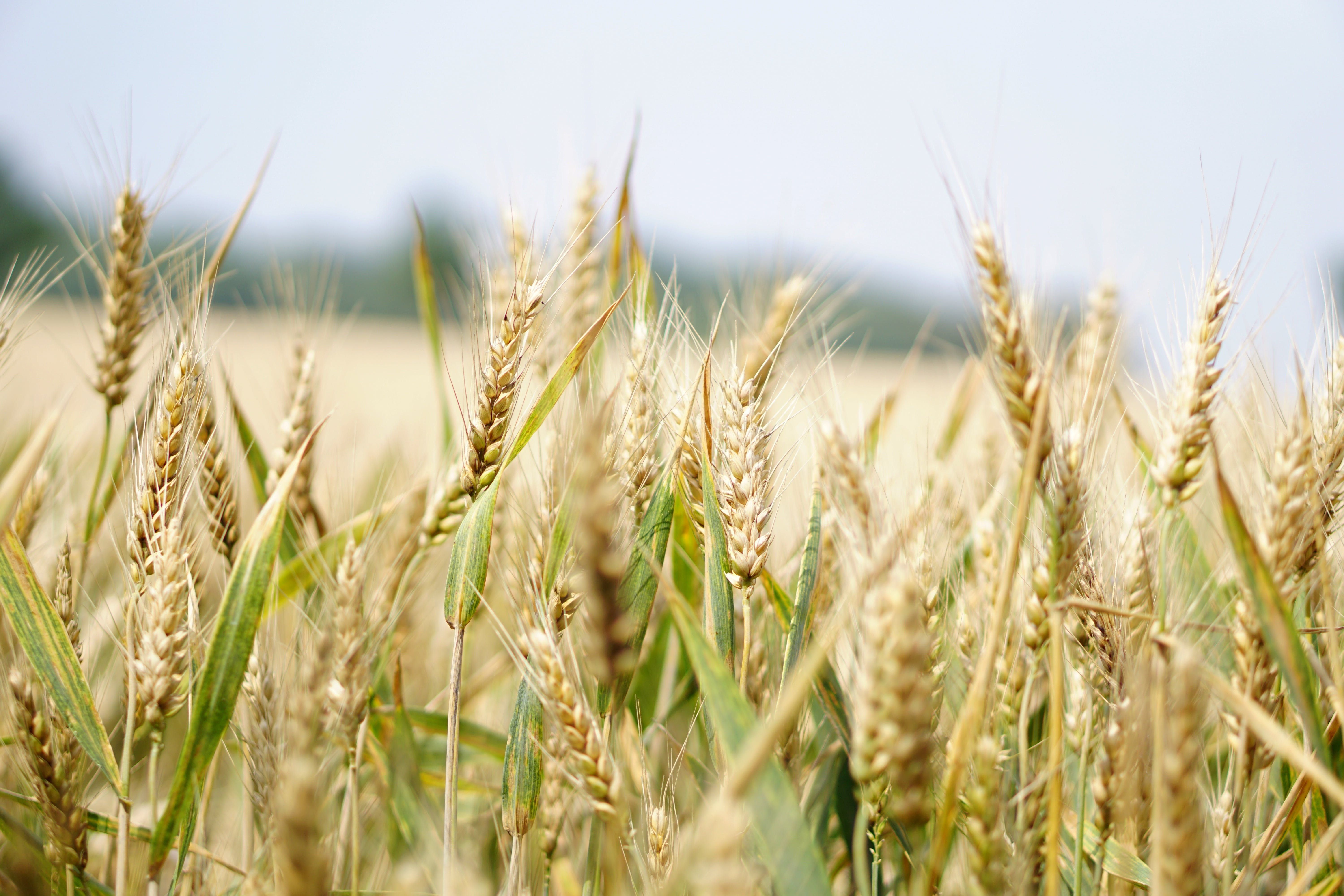 Куда Украина экспортирует зерно