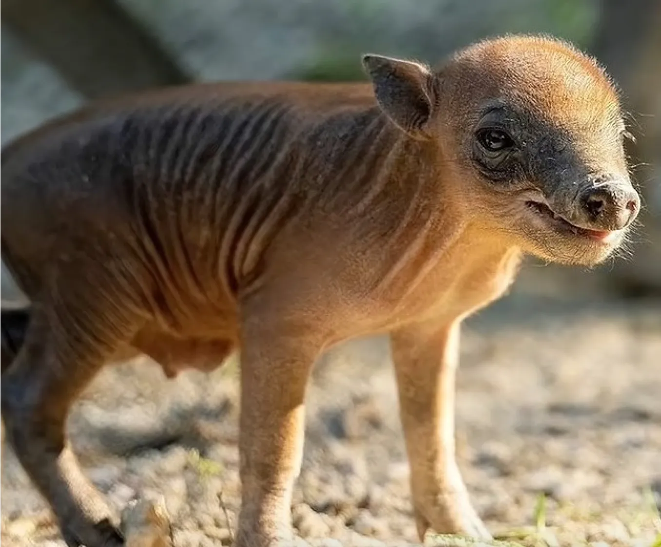 Новорожденный бабирус Новорожденный бабирус