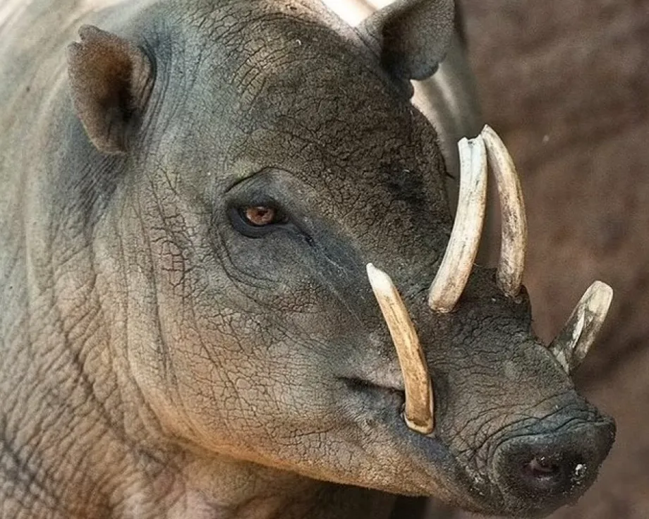 Гарри, отец детеныша бабирусы, до сих пор выставлен в зоопарке на всеобщее обозрение Гарри, отец детеныша бабирусы, до сих пор выставлен в зоопарке на всеобщее обозрение