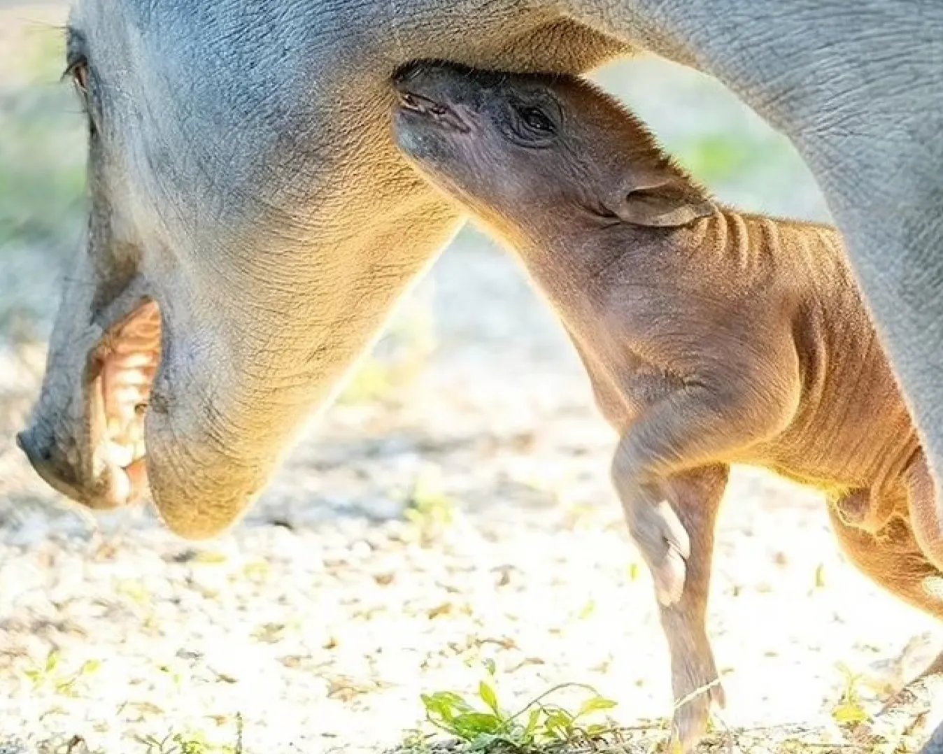 Малыш находится с мамой в изоляции Малыш находится с мамой в изоляции