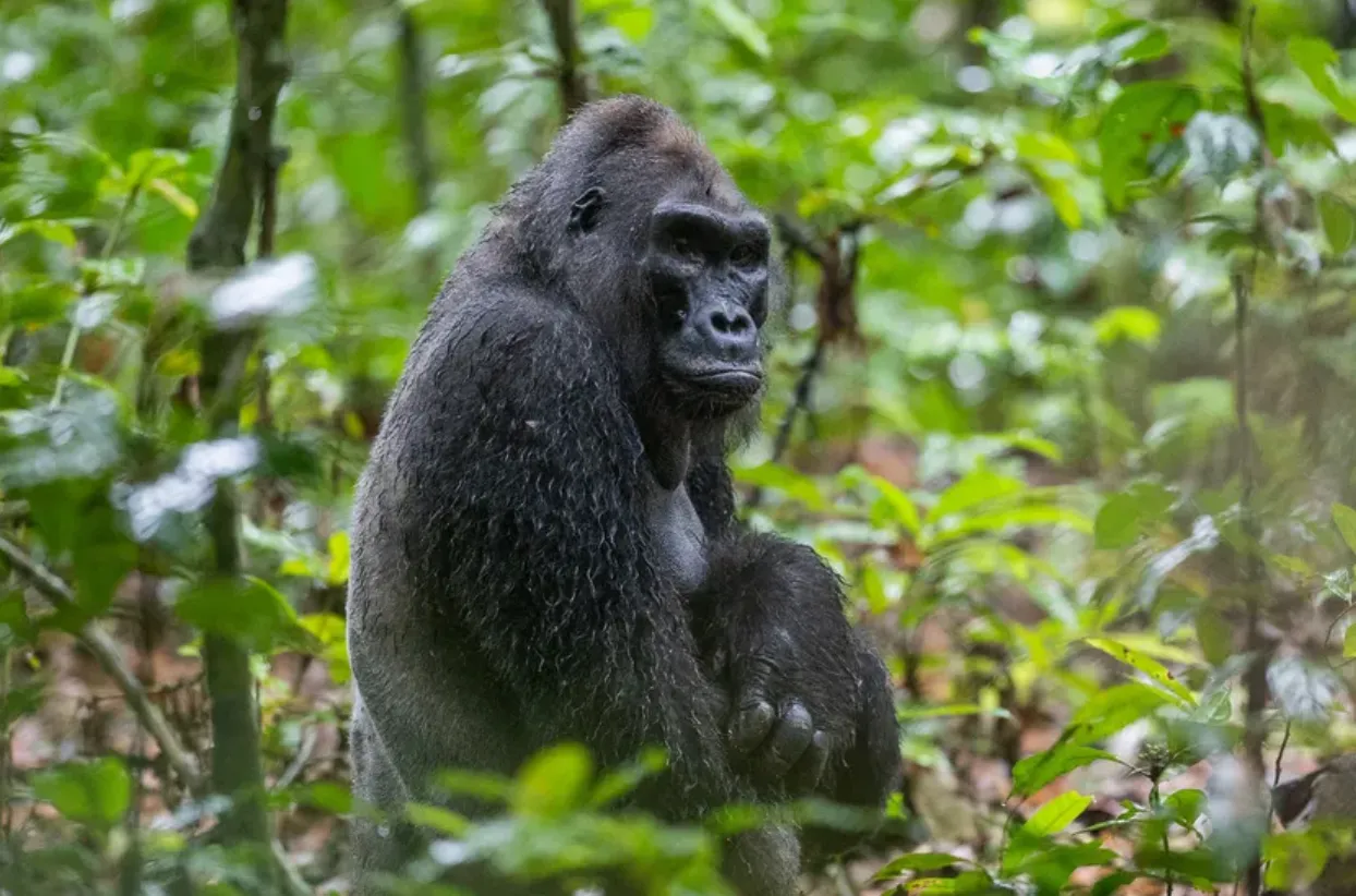 Самая известная горилла в мире умерла в одиночестве в Треугольном лесу