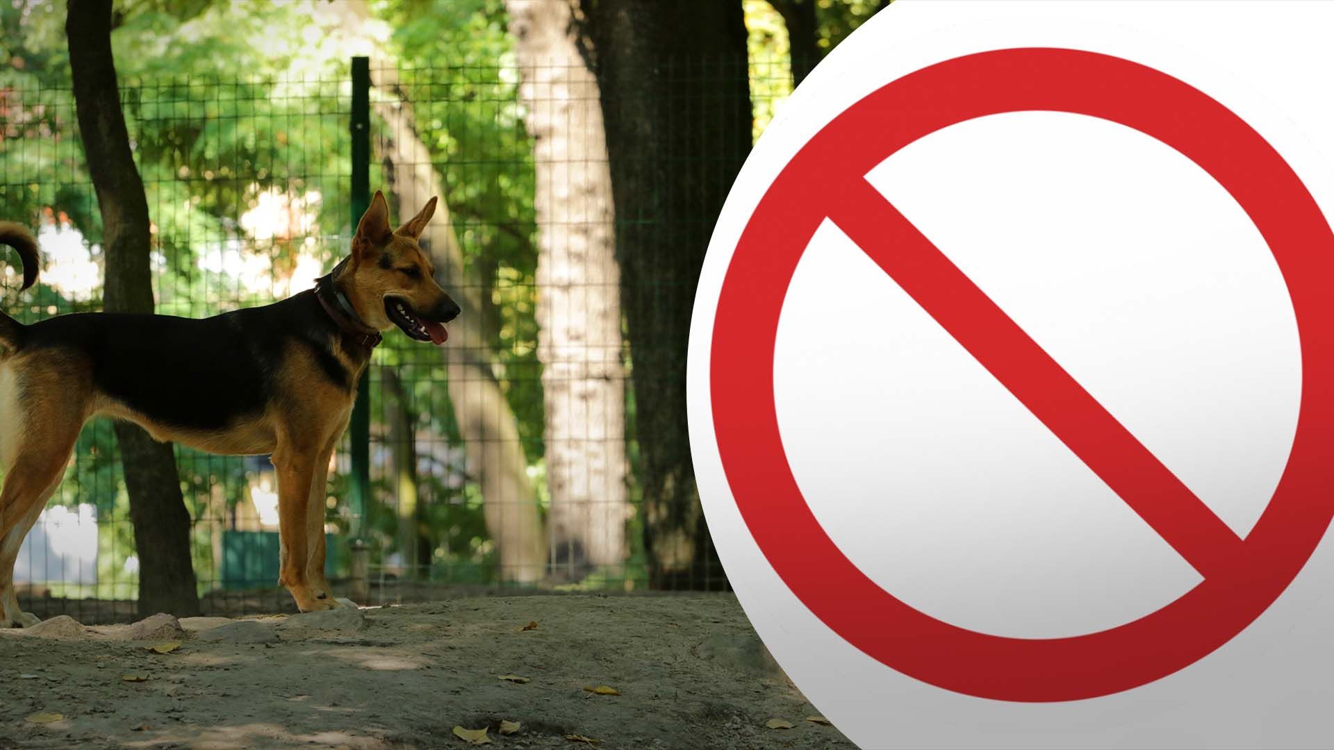 Парламент Южной Кореи поддержал законопроект о запрете собачьего мяса Парламент Южной Кореи поддержал законопроект о запрете собачьего мяса