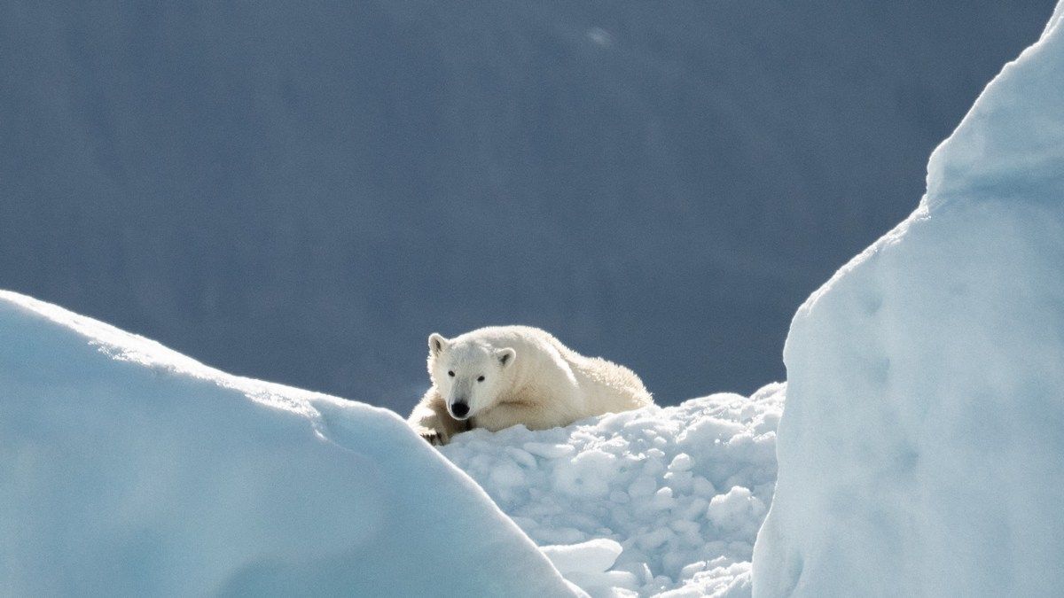 Первый в истории белый медведь умер от птичьего гриппа Первый в истории белый медведь умер от птичьего гриппа