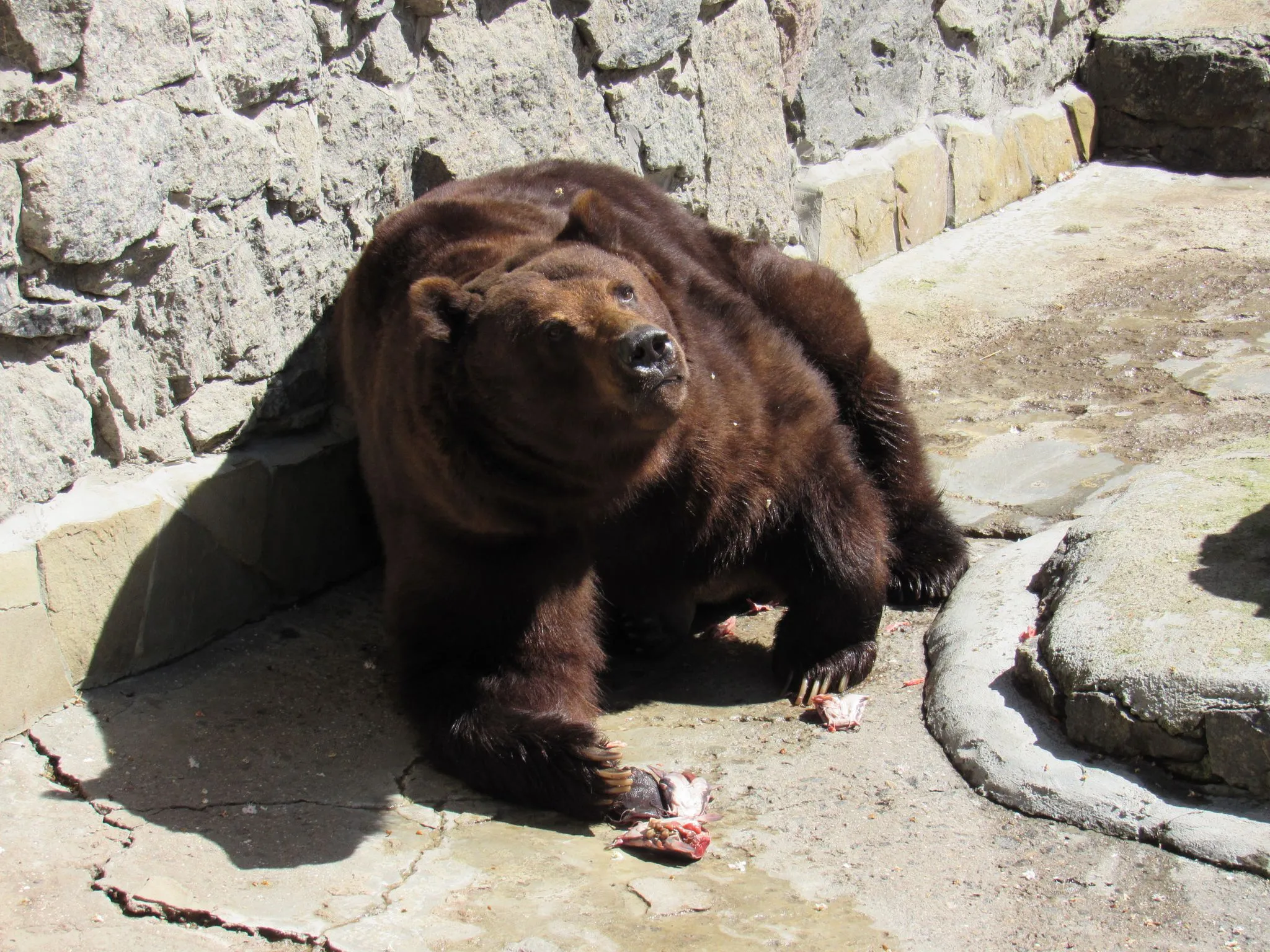 9 января свой 24-летний день рождения празднуют два камчатских медведя