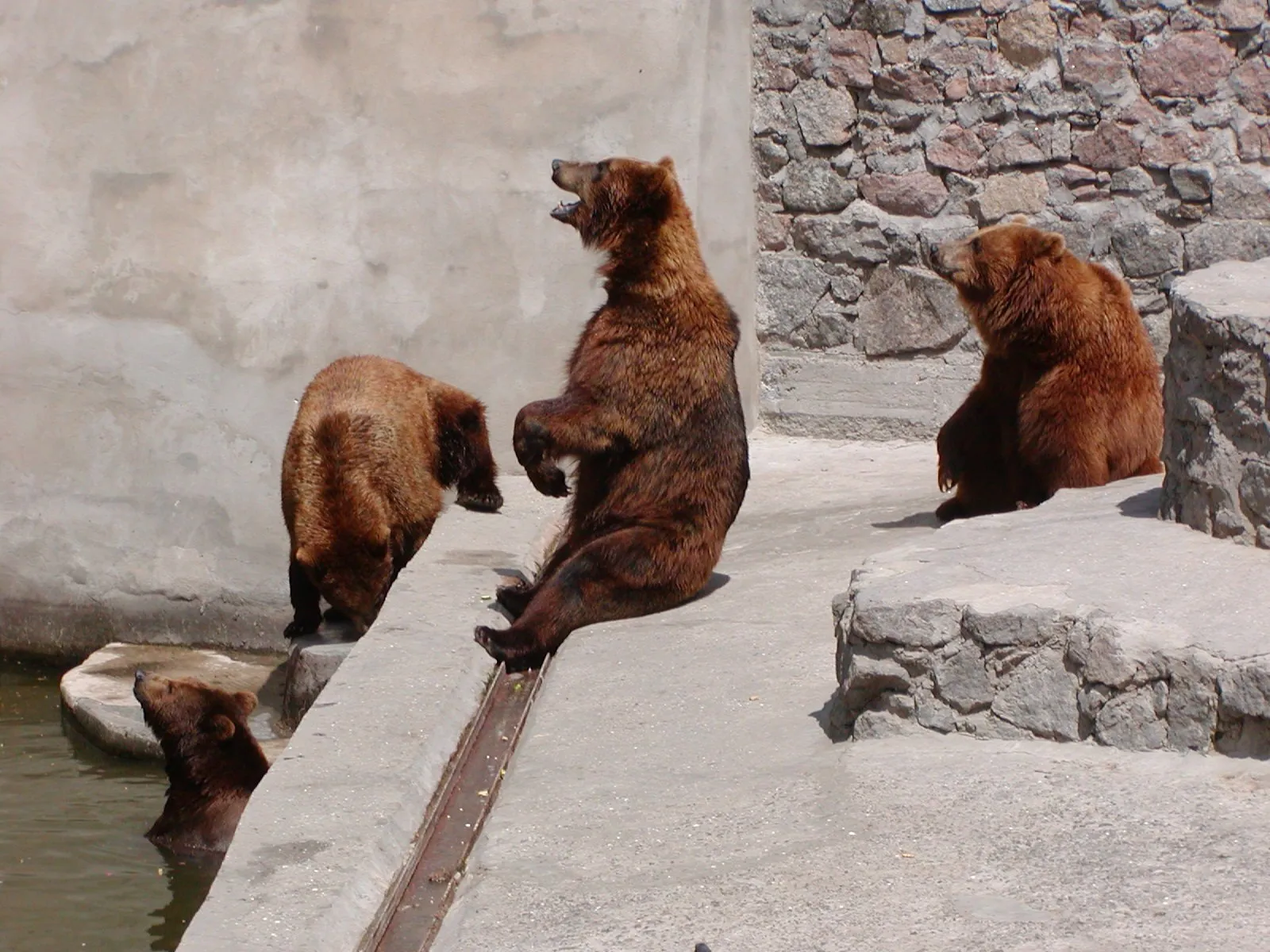 Семья камчатских медведей