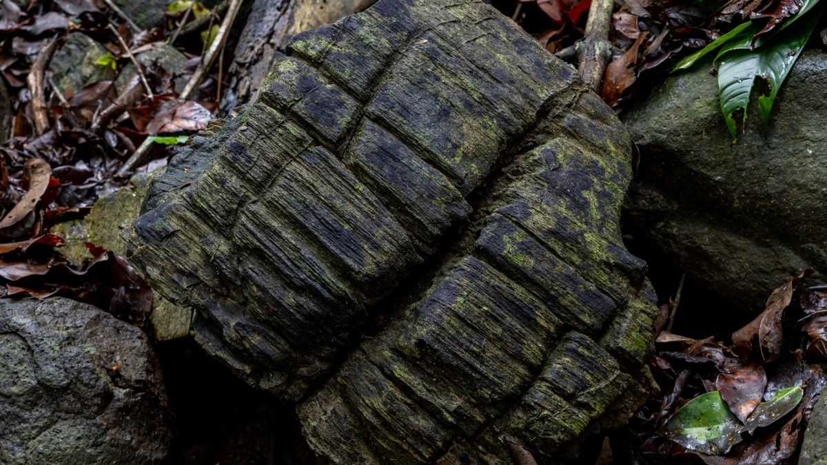 Стародавні рештки мангрового лісу знайшли на панамському острові