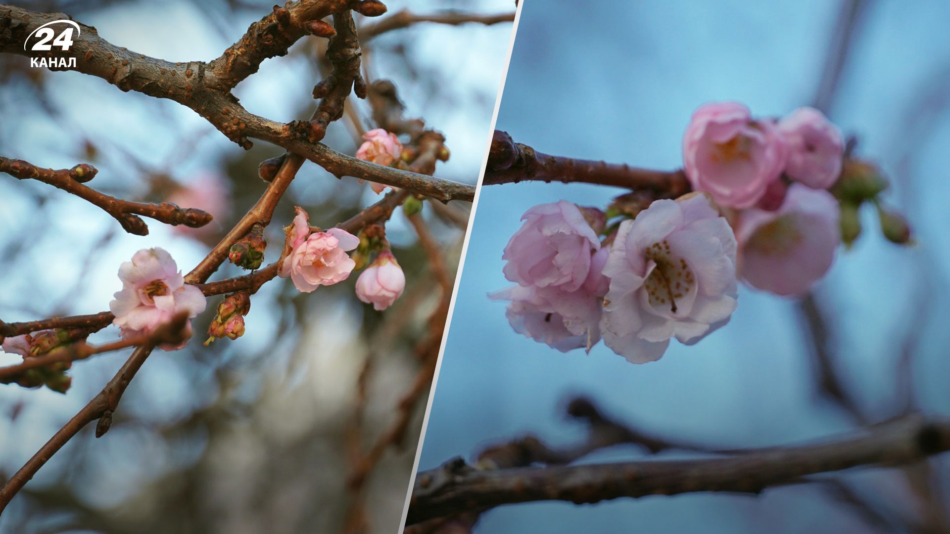 В Мукачево расцвела сакура в январе 2024 года - фантастические фото В Мукачево расцвела сакура в январе 2024 года - фантастические фото