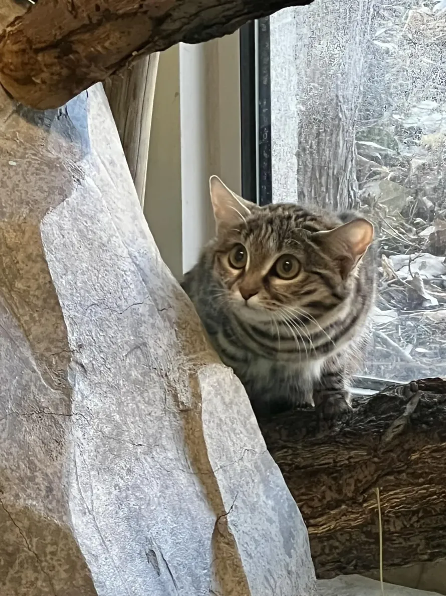 Чернолапая кошка по кличке Гайя Чернолапая кошка по кличке Гайя