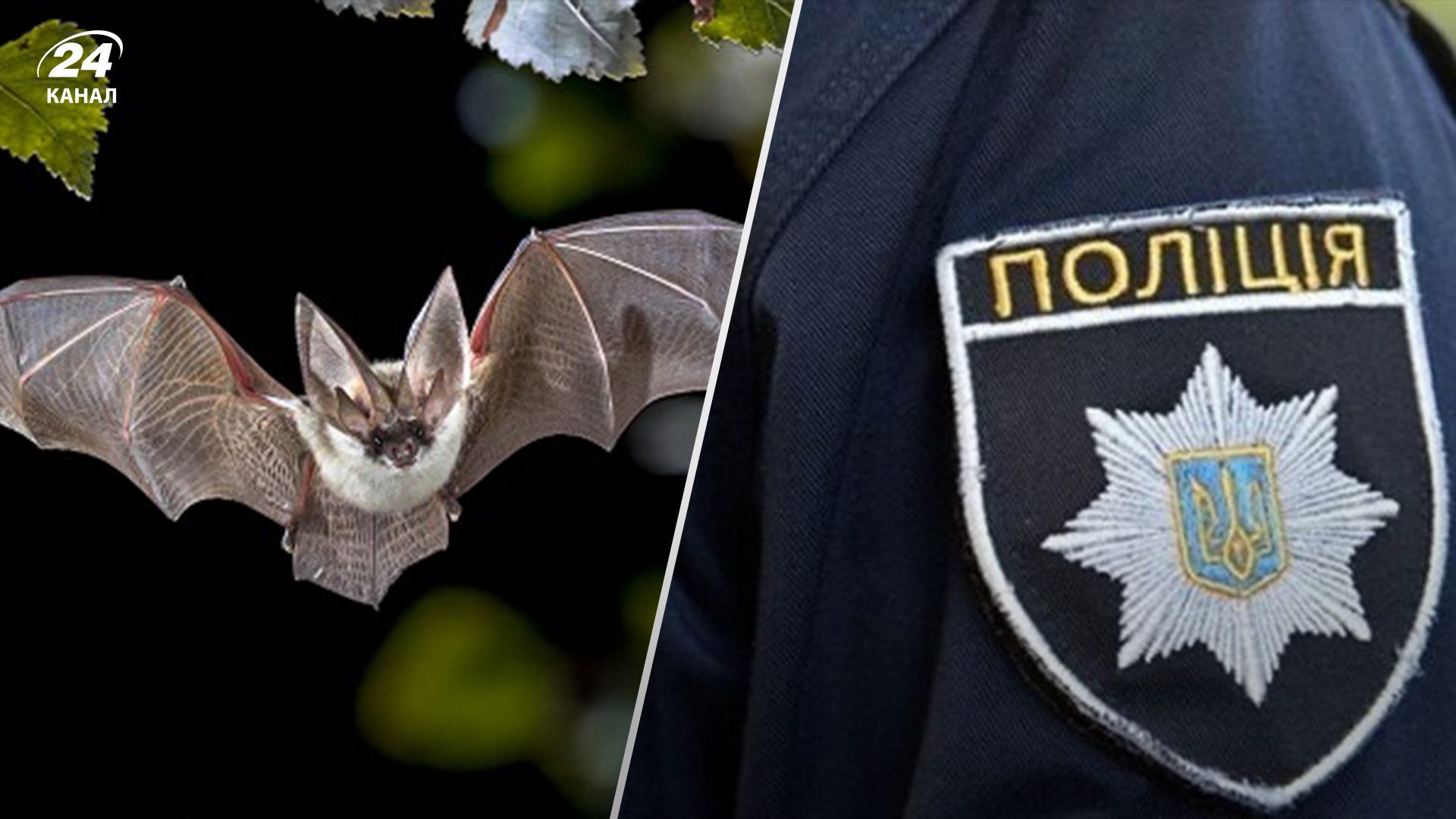 У Кременчуці юнаки катували кажана та сміялися У Кременчуці юнаки катували кажана та сміялися