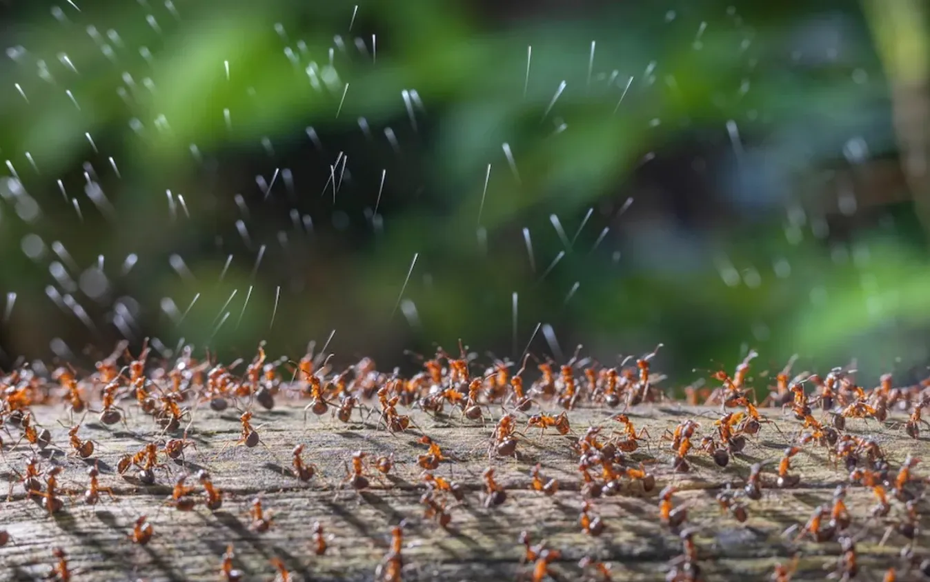Древесные муравьи защищают свое сообщество, распыляя кислоту.