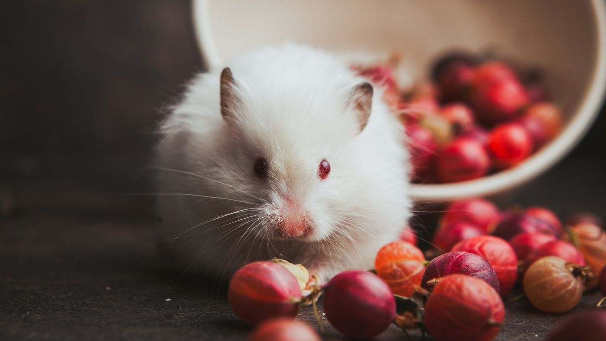 Plan to phase out animal testing canceled Plan to phase out animal testing canceled