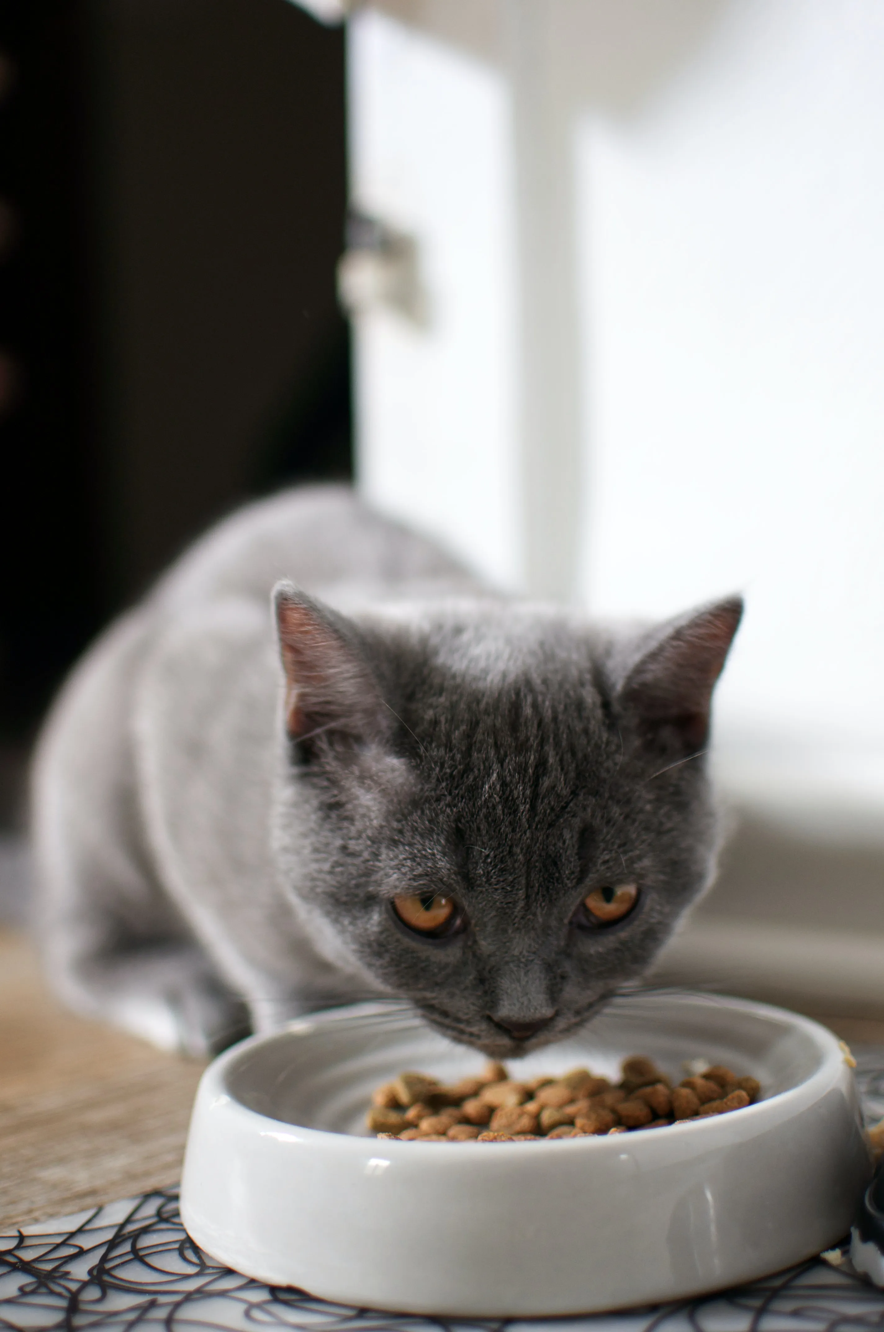 Як годувати кота вологим кормом