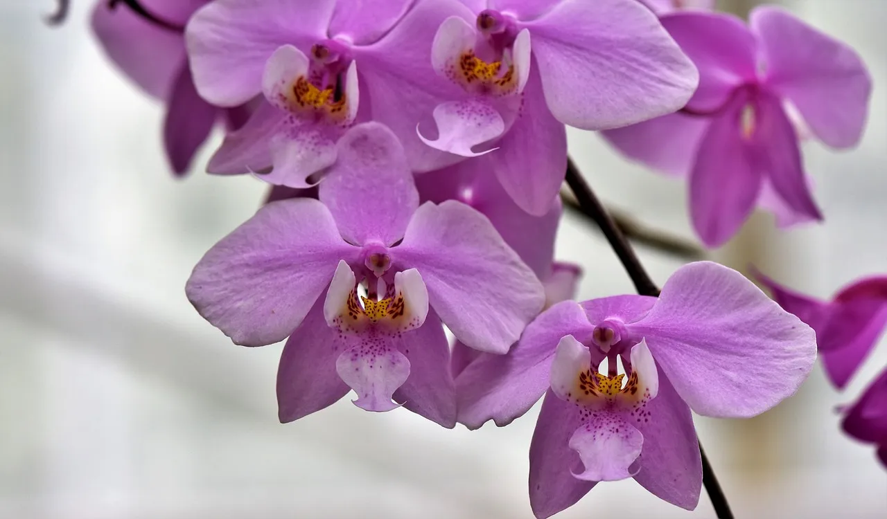 Причины и последствия опадания листьев орхидеи