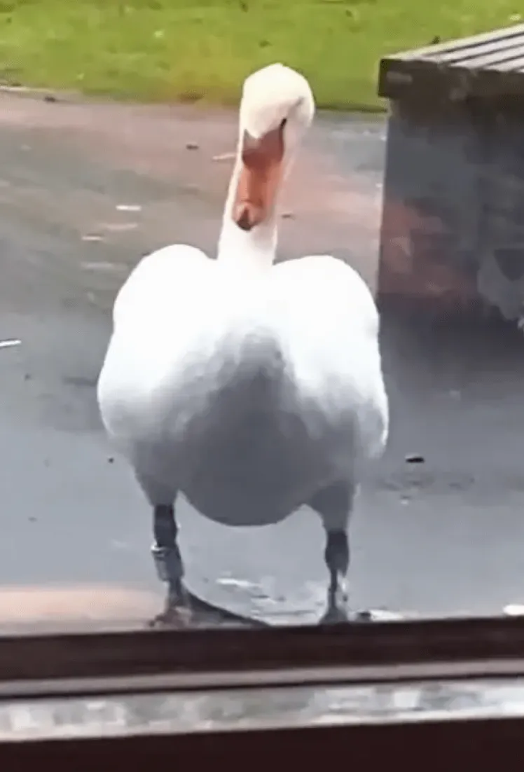 Лебедица каждый день всматривается в свое отражение Лебедица каждый день всматривается в свое отражение