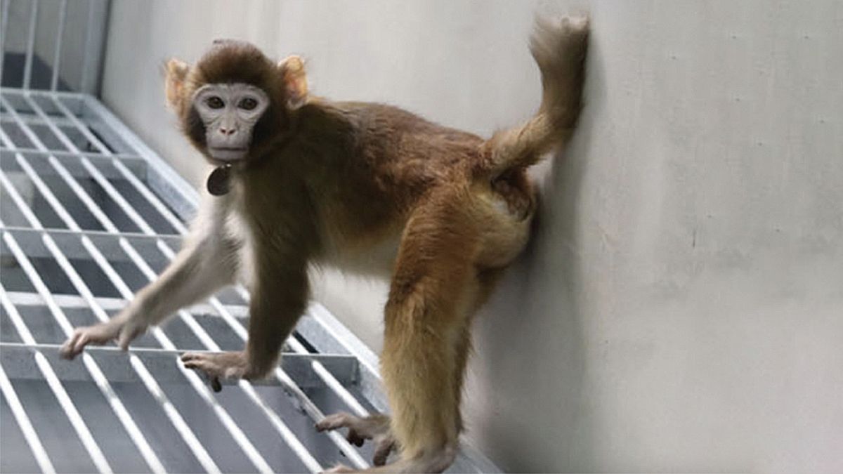 Ученые изобрели новый метод клонирования и показали макаку, которая живет уже более двух лет Ученые изобрели новый метод клонирования и показали макаку, которая живет уже более двух лет
