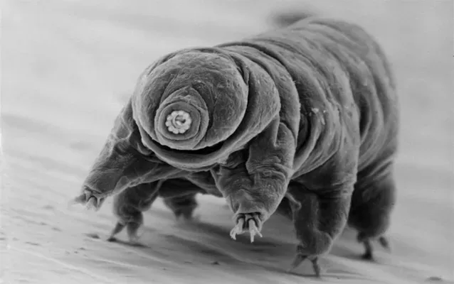 Тихоход или Tardigrada Тихоход или Tardigrada