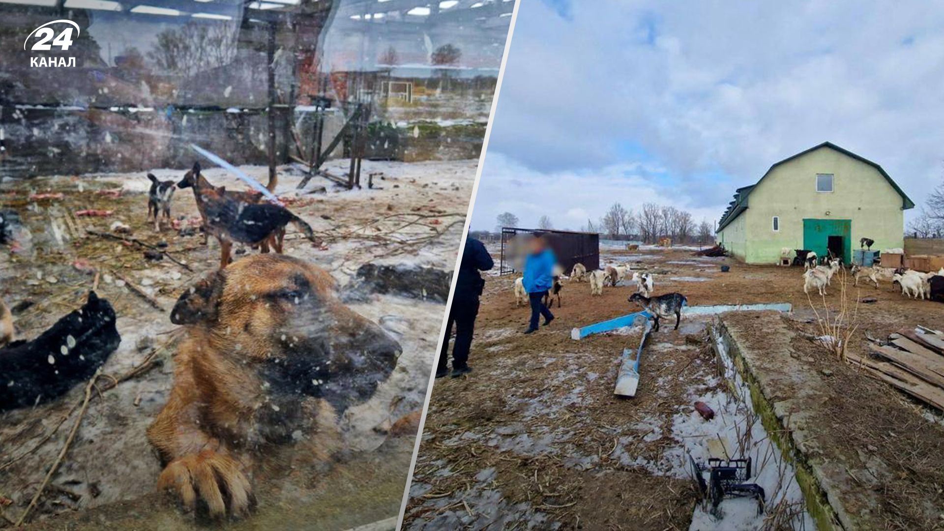 Полиция начала уголовное производство по жесткому поведению с животными Полиция начала уголовное производство по жесткому поведению с животными