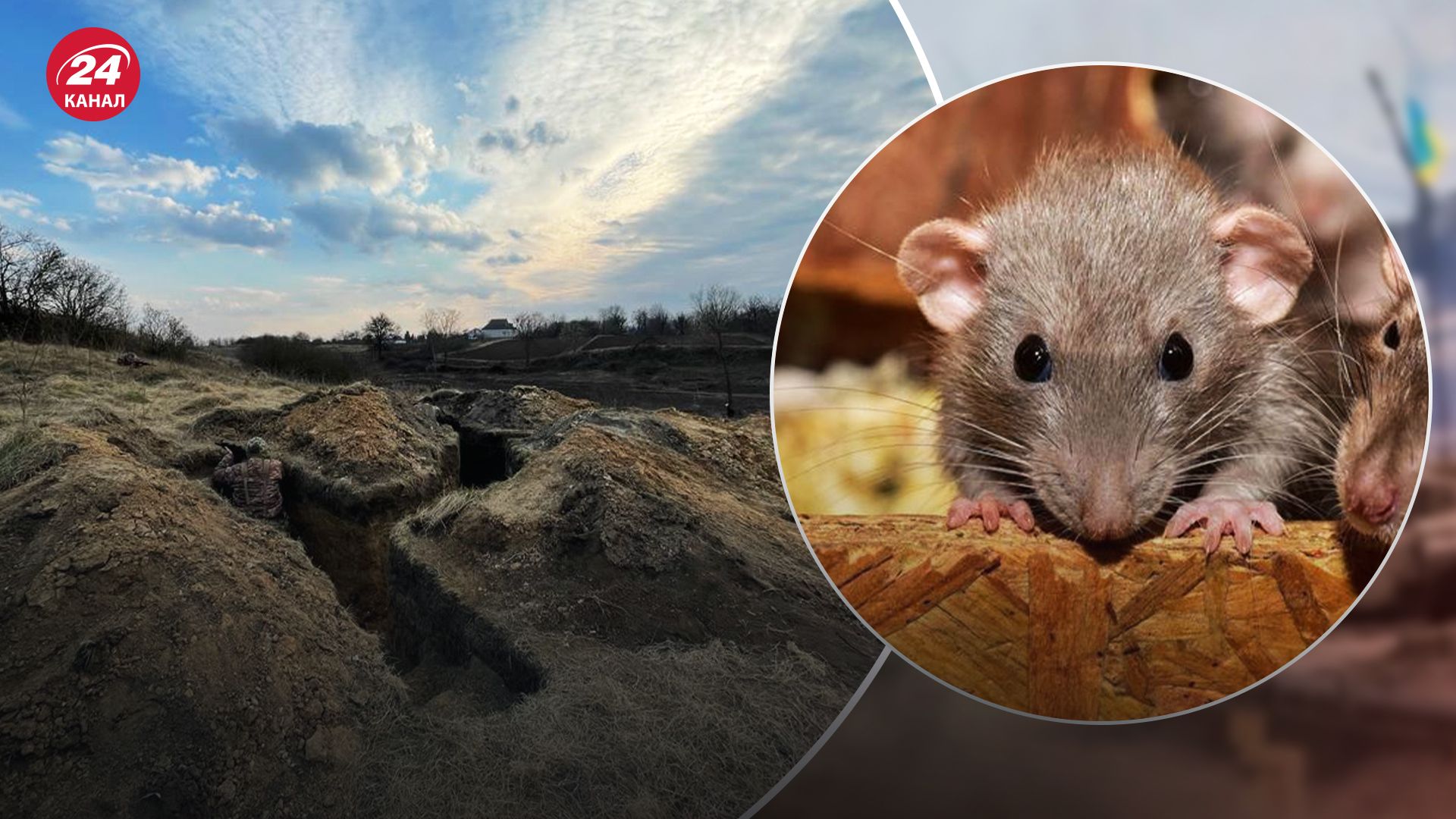 У CNN розповіли про щурів та мишей в окопах українських солдат У CNN розповіли про щурів та мишей в окопах українських солдат