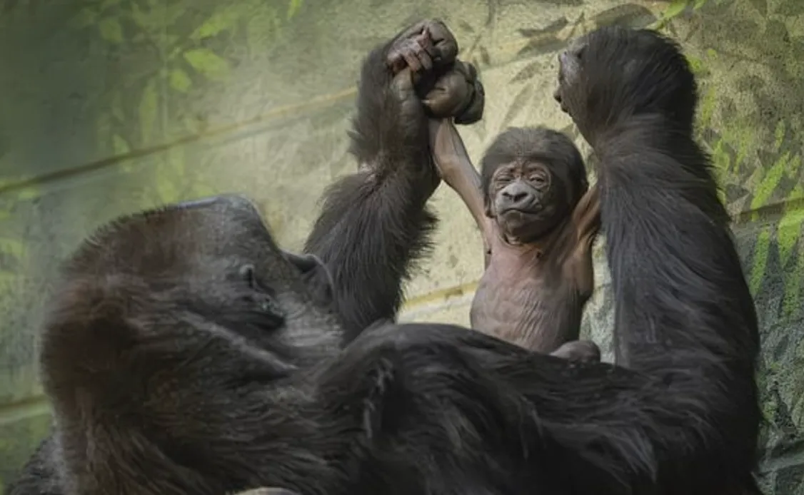 В Лондонском зоопарке появился новый житель в виде очаровательного детеныша западной равнинной гориллы