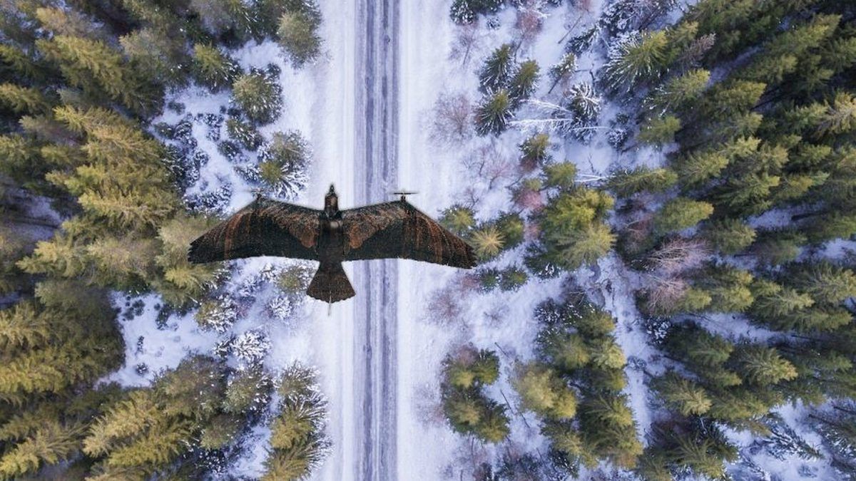Новий дрон у вигляді орла допоможе лишатися непоміченим на полі бою Новий дрон у вигляді орла допоможе лишатися непоміченим на полі бою