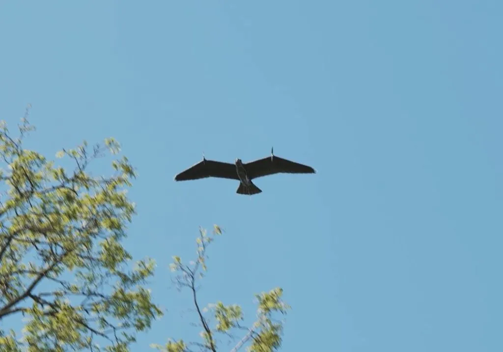 Evolution Eagle Evolution Eagle