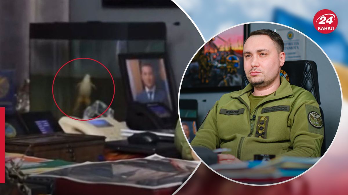 Буданов о лягушке, которая живет в его кабинете - 24 Канал Буданов о лягушке, которая живет в его кабинете - 24 Канал