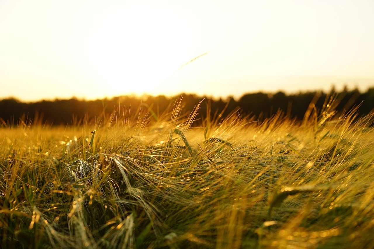 Україна не зможе експортувати агрпродукцію у певні країни 