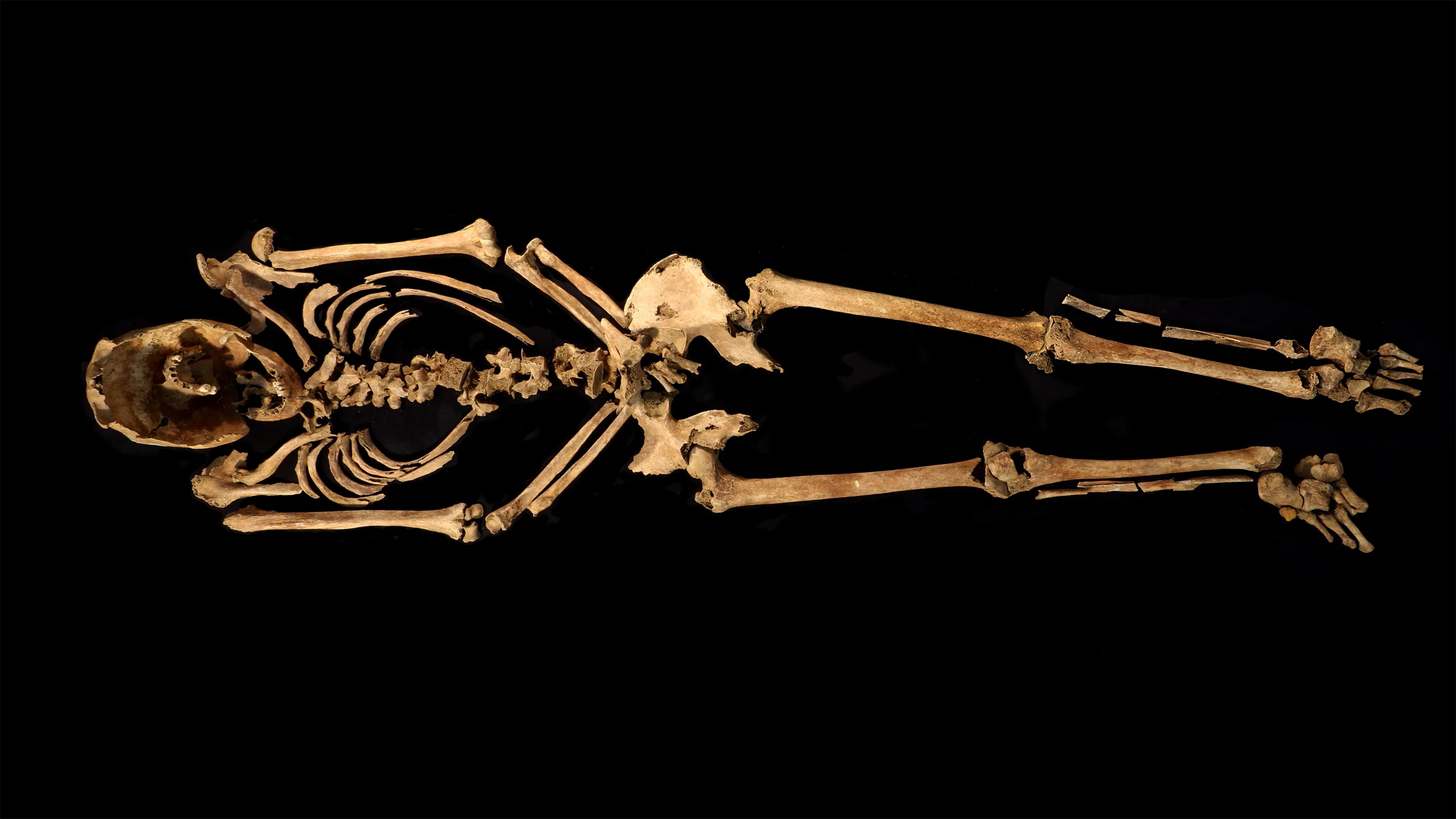 Полный скелет мужчины, чей облик реконструировали