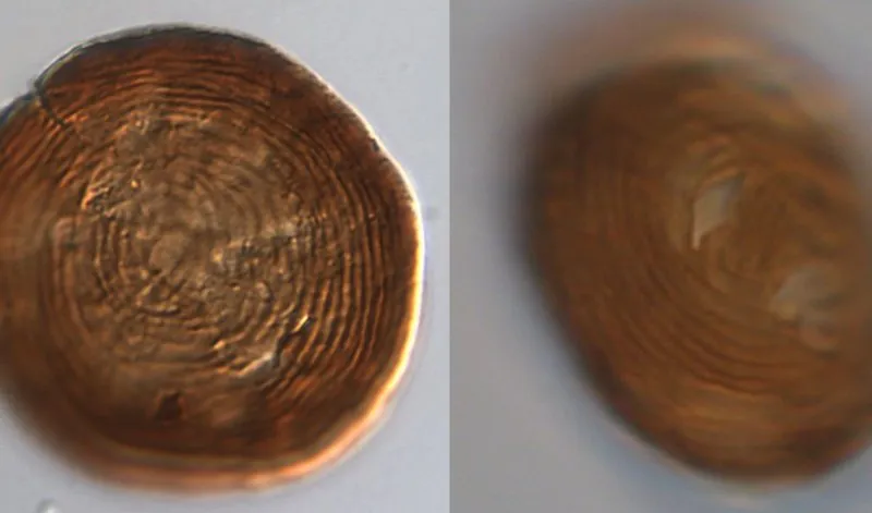 Світлові мікроскопічні зображення евгленоїдних цист з тріасово-юрського кордону