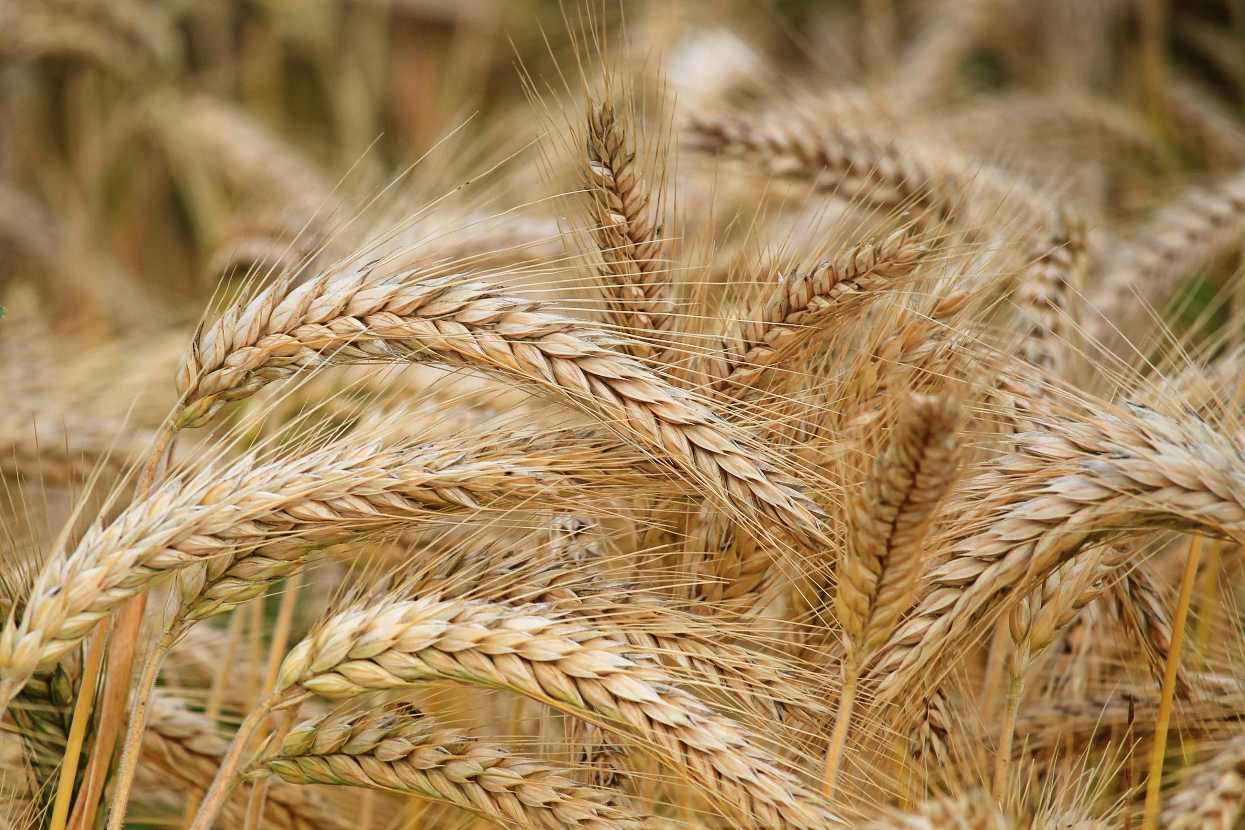 У ЄС обговорюють можливе введення податку на українське зерно