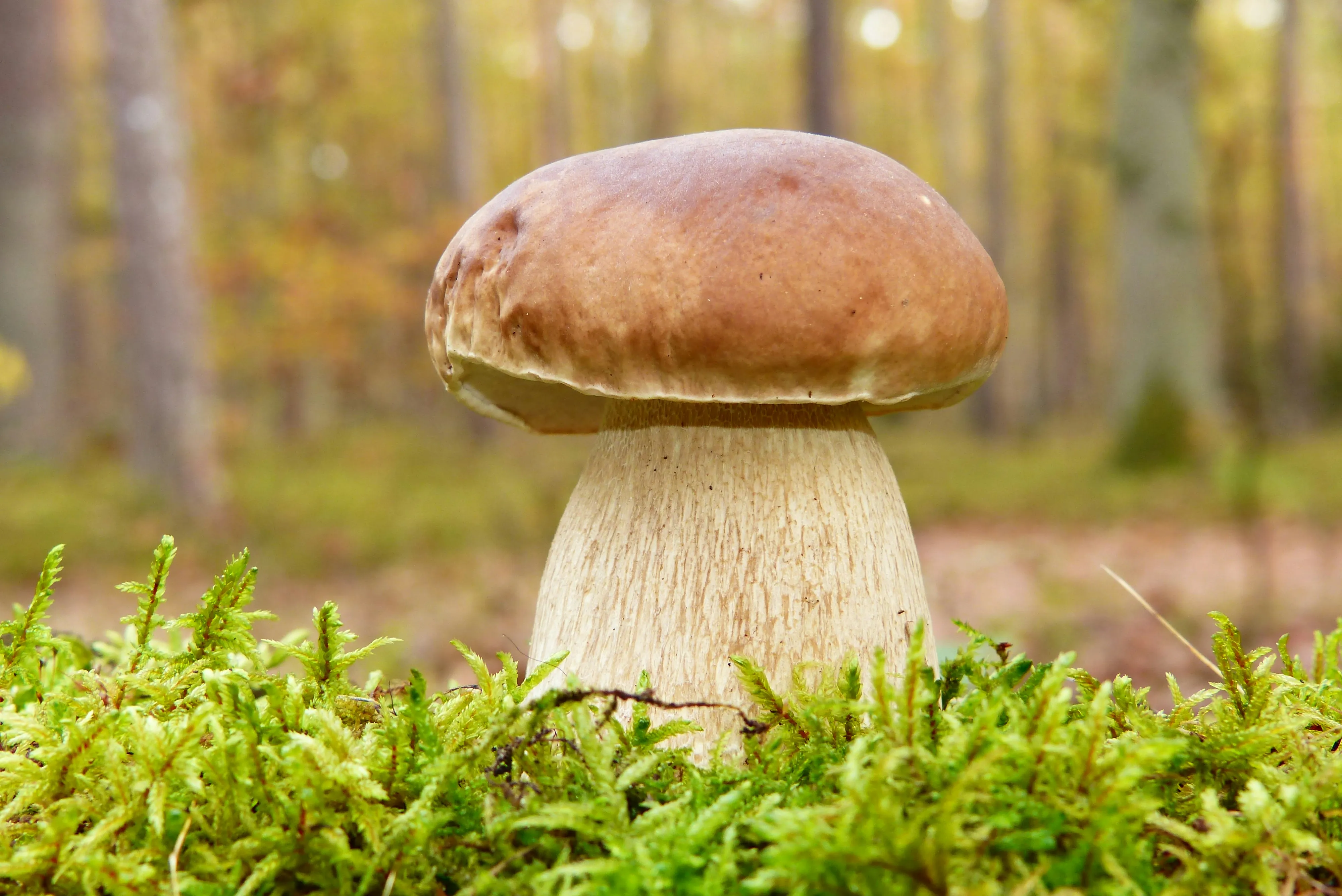 Как жарить белые грибы: лучший рецепт, который станет вашим любимым