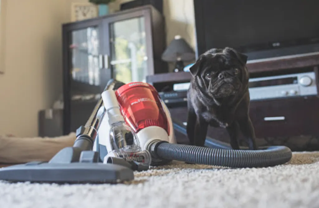Пилотяги лякають домашніх тварин Пилотяги лякають домашніх тварин