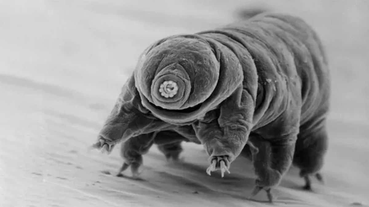 Как тихоходкам удается выживать даже в самых суровых условиях Как тихоходкам удается выживать даже в самых суровых условиях