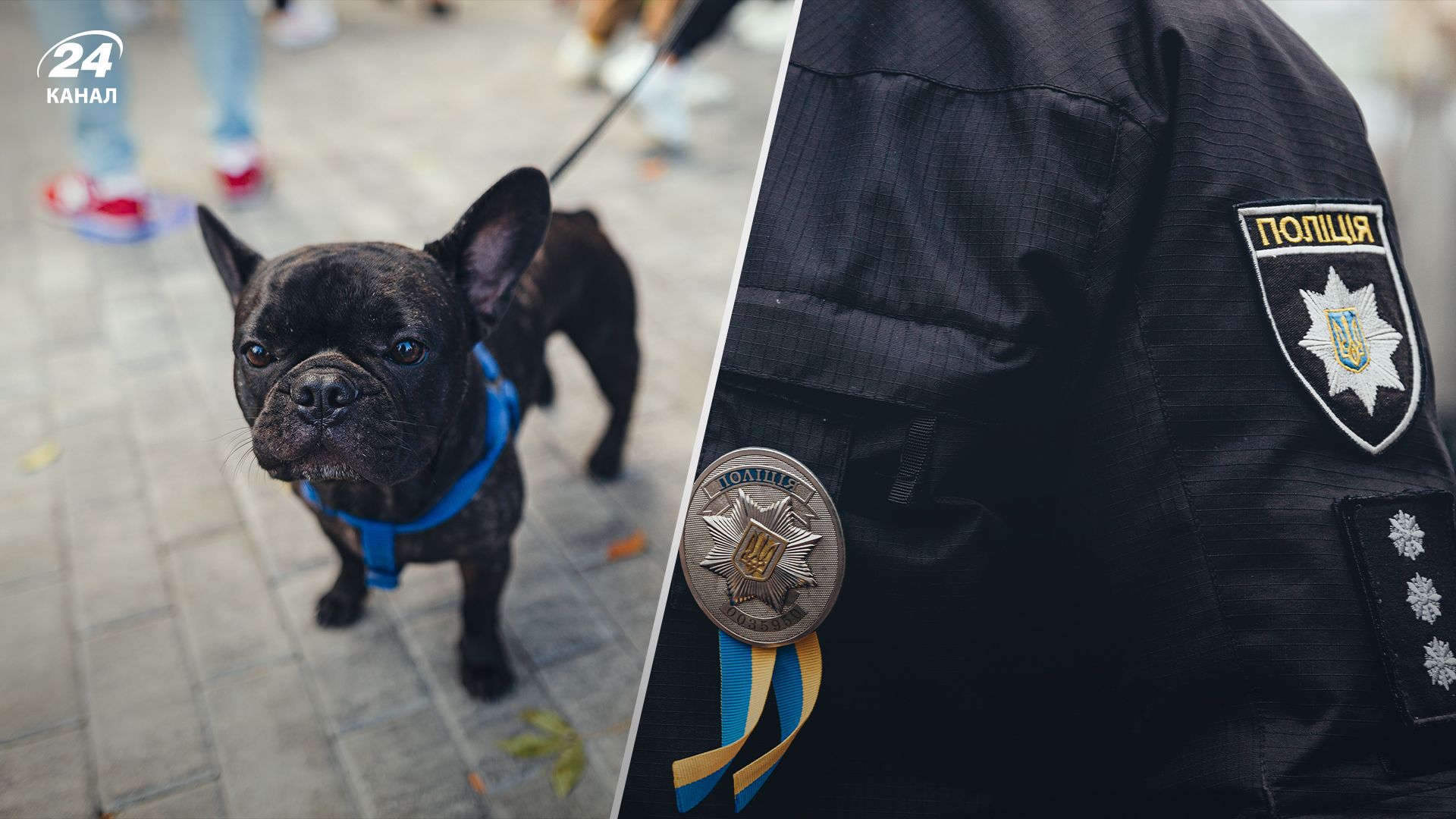 У Запоріжжі чоловік вдарив ножем собаку У Запоріжжі чоловік вдарив ножем собаку