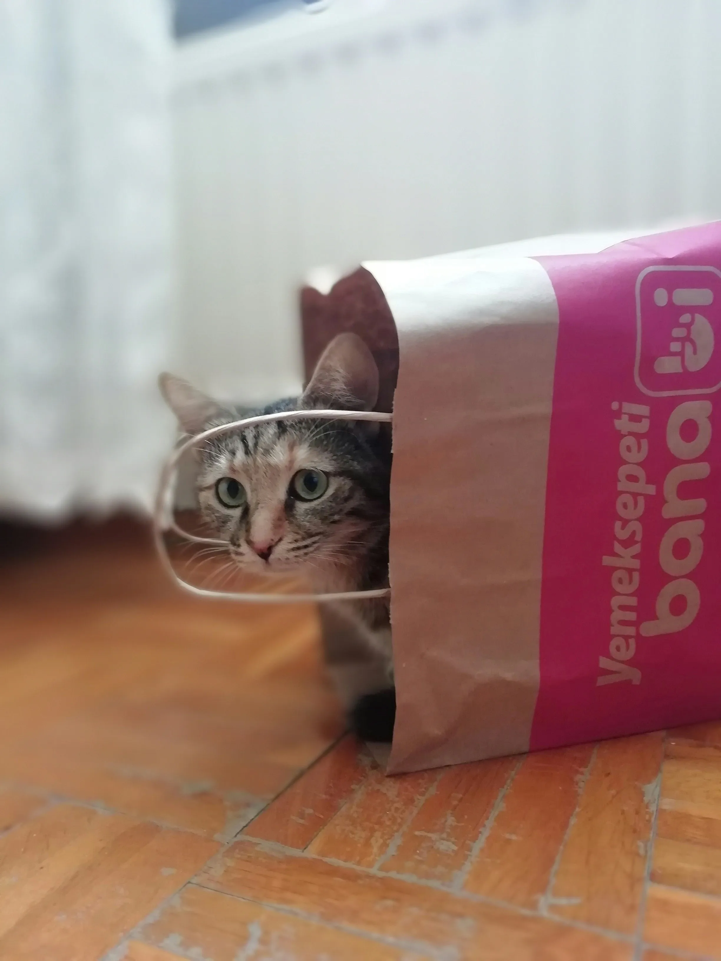 Найкращий спосіб перевірити інтелект вашого кота – взяти його улюблену іграшку та картонну коробку