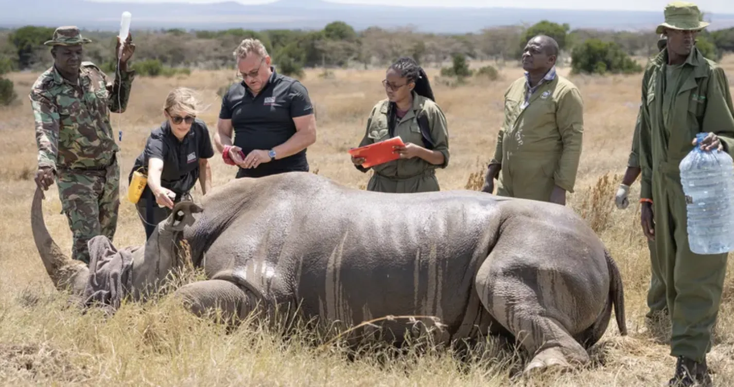Перенесення ембріонів було здійснено з використанням сурогатної матері південного білого носорога