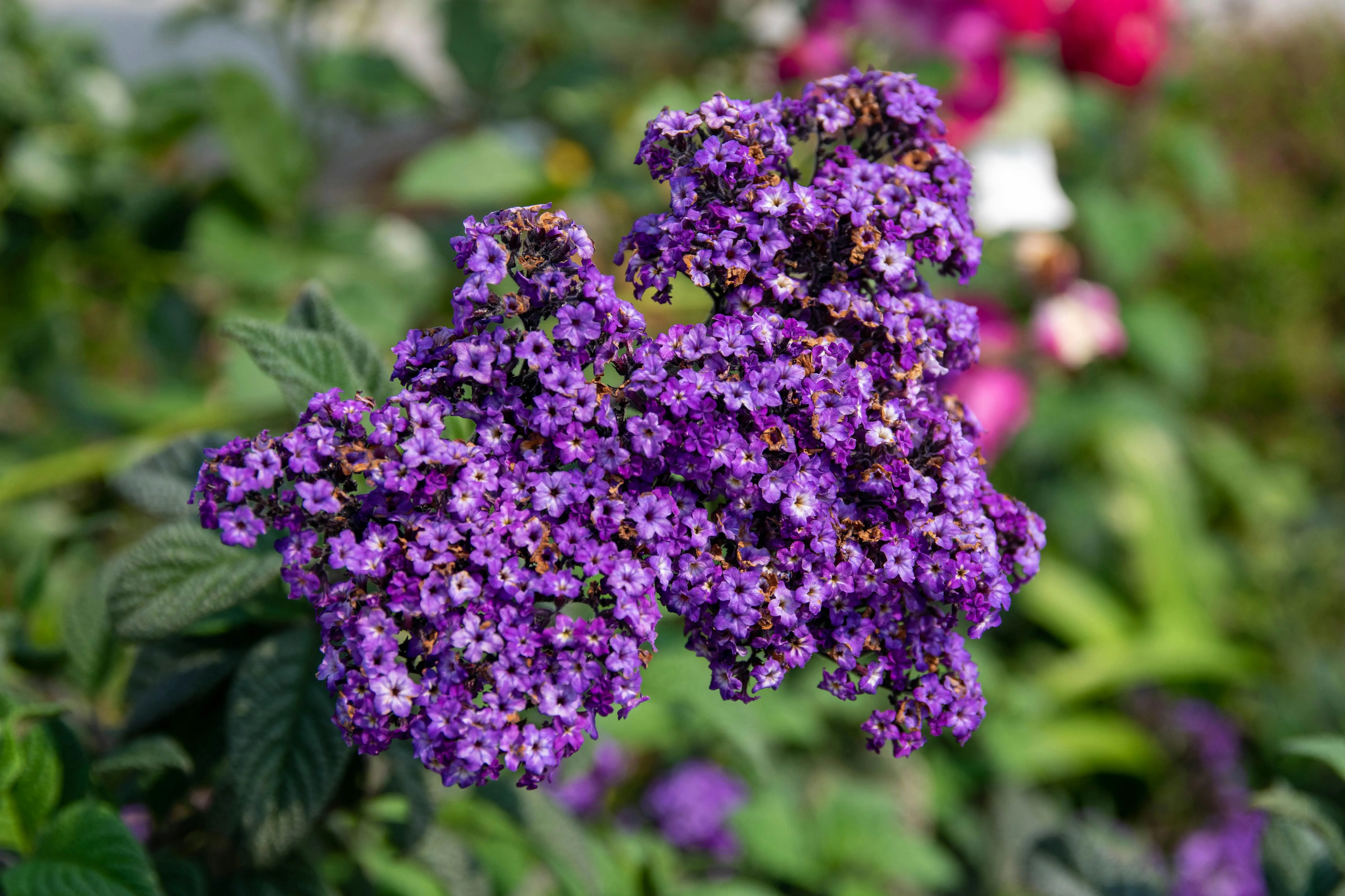 Гелиотроп украсит ваш сад Гелиотроп украсит ваш сад