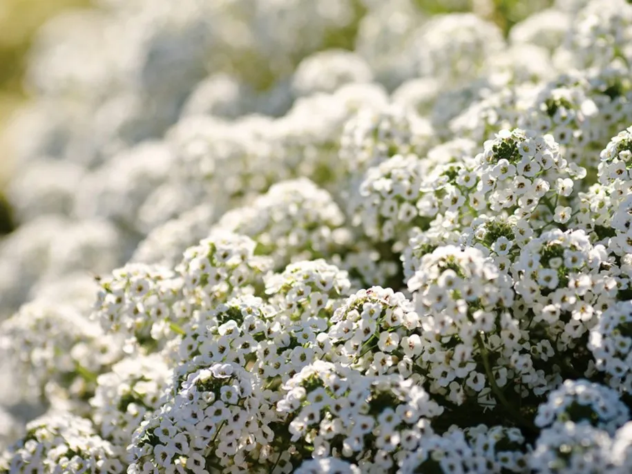 Алиссум украсит ваш сад Алиссум украсит ваш сад