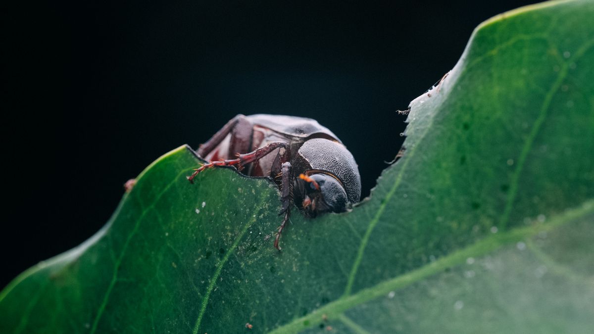 Ученые нашли жука, у которого отсутствуют циркадные ритмы - Техно Ученые нашли жука, у которого отсутствуют циркадные ритмы - Техно