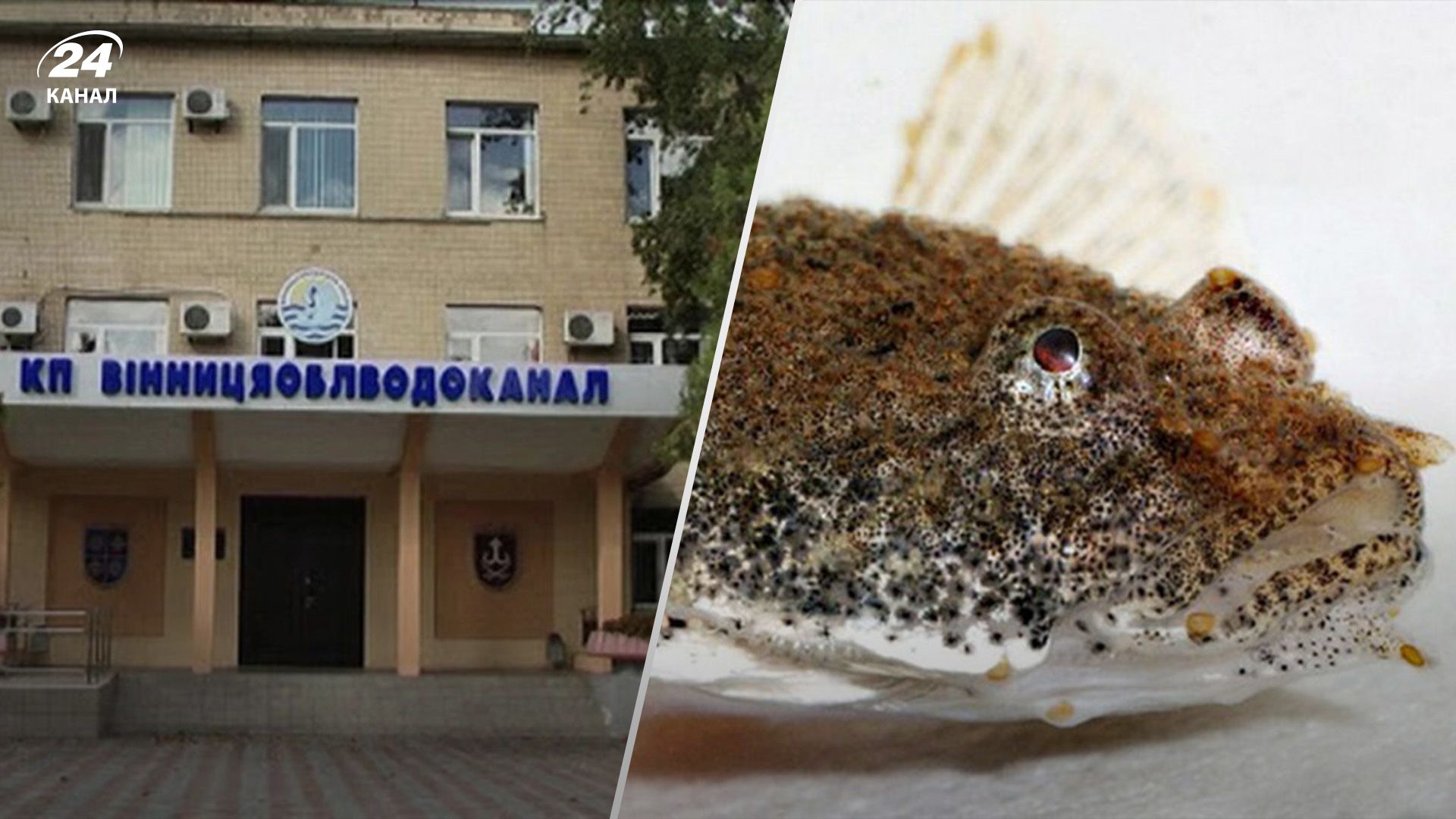 На Вінниччині водоканал дотепно відреагував на вкид про пуголовка у воді На Вінниччині водоканал дотепно відреагував на вкид про пуголовка у воді