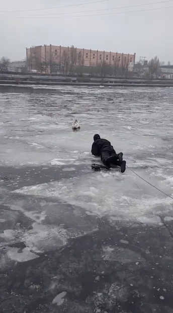 У Дніпрі врятували лебедя, який примерз на річці У Дніпрі врятували лебедя, який примерз на річці