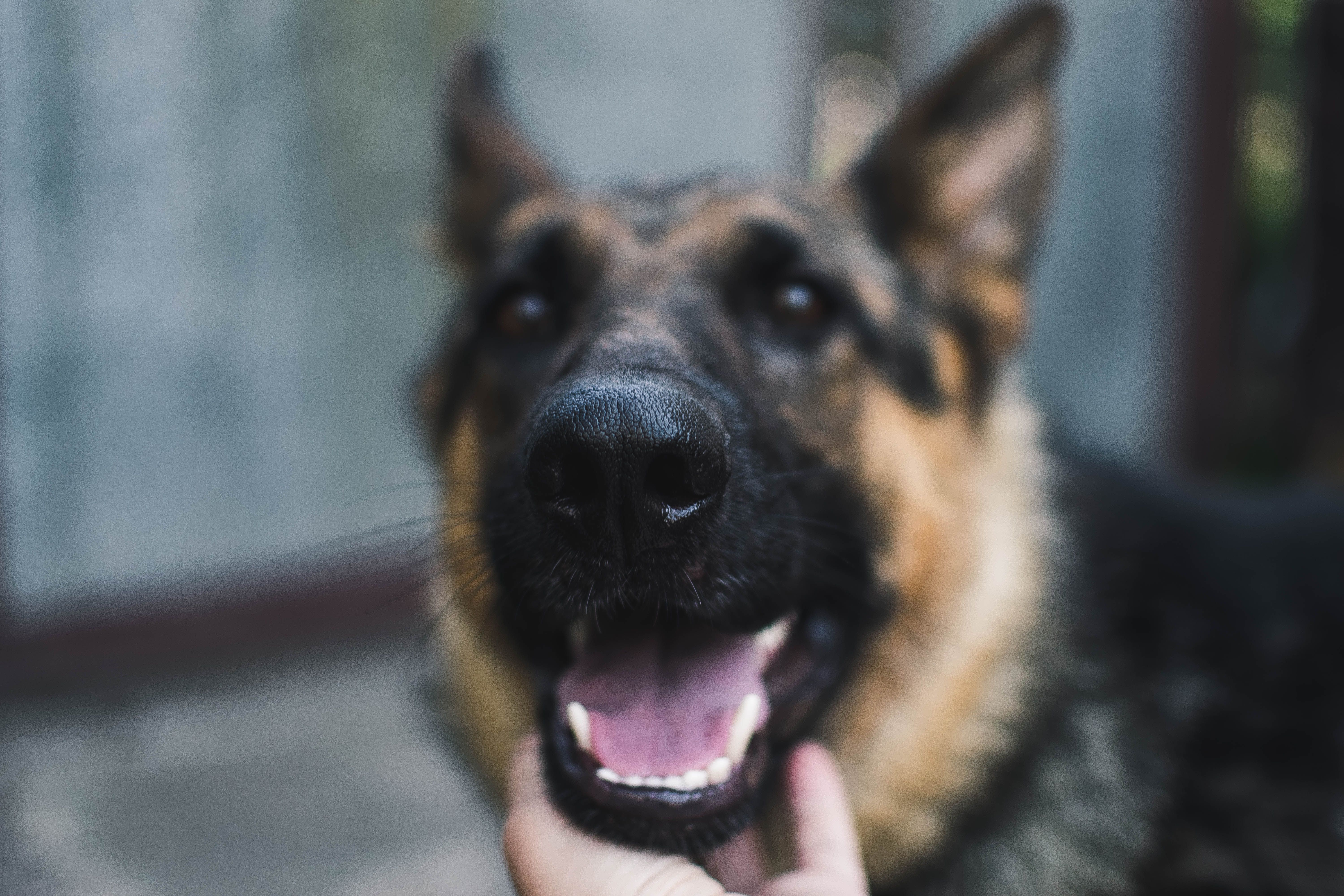 Різала лезом і знімала на відео: на Одещині знайшли дитину, яка знущалася над собакою - 24 Канал Різала лезом і знімала на відео: на Одещині знайшли дитину, яка знущалася над собакою - 24 Канал