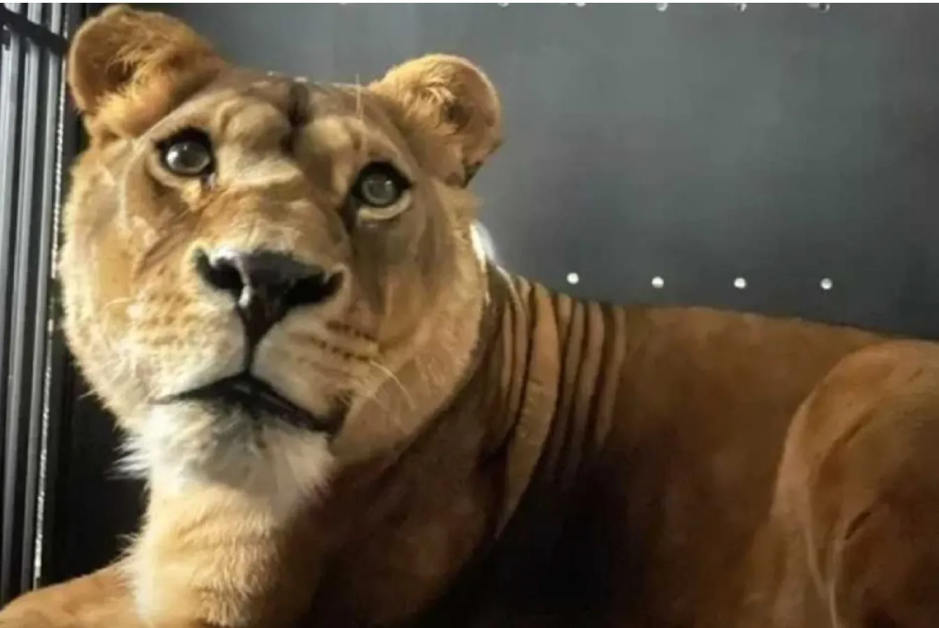 Лев Атлас Лев Атлас