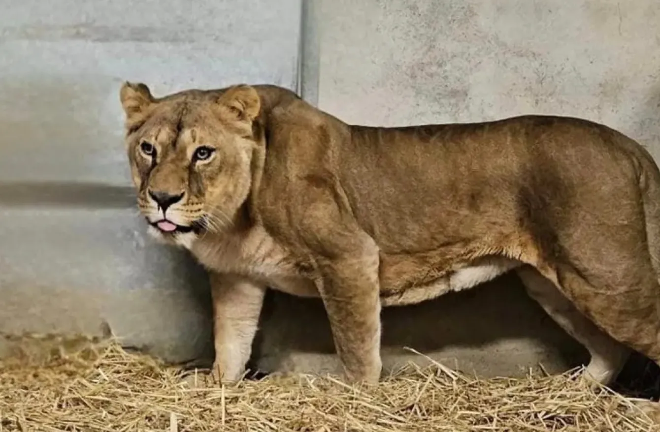 Эту львицу вывезли из-под обстрелов в Донецкой области. Эту львицу вывезли из-под обстрелов в Донецкой области.