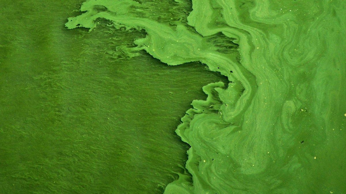 Многоклеточная жизнь зародилась на миллионы лет раньше, чем считали ученые Многоклеточная жизнь зародилась на миллионы лет раньше, чем считали ученые