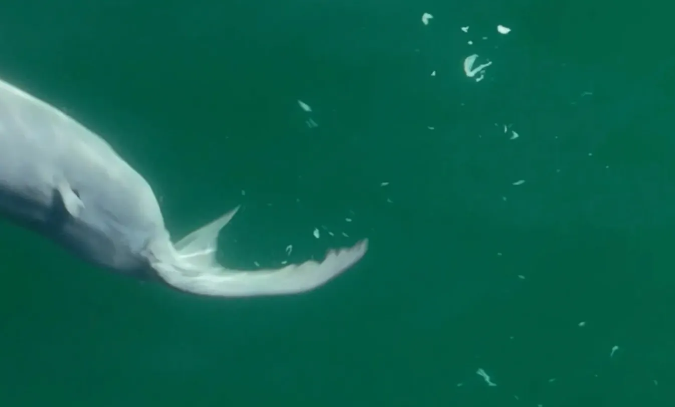 Ученые впервые сняли новорожденную большую белую акулу новорожденной