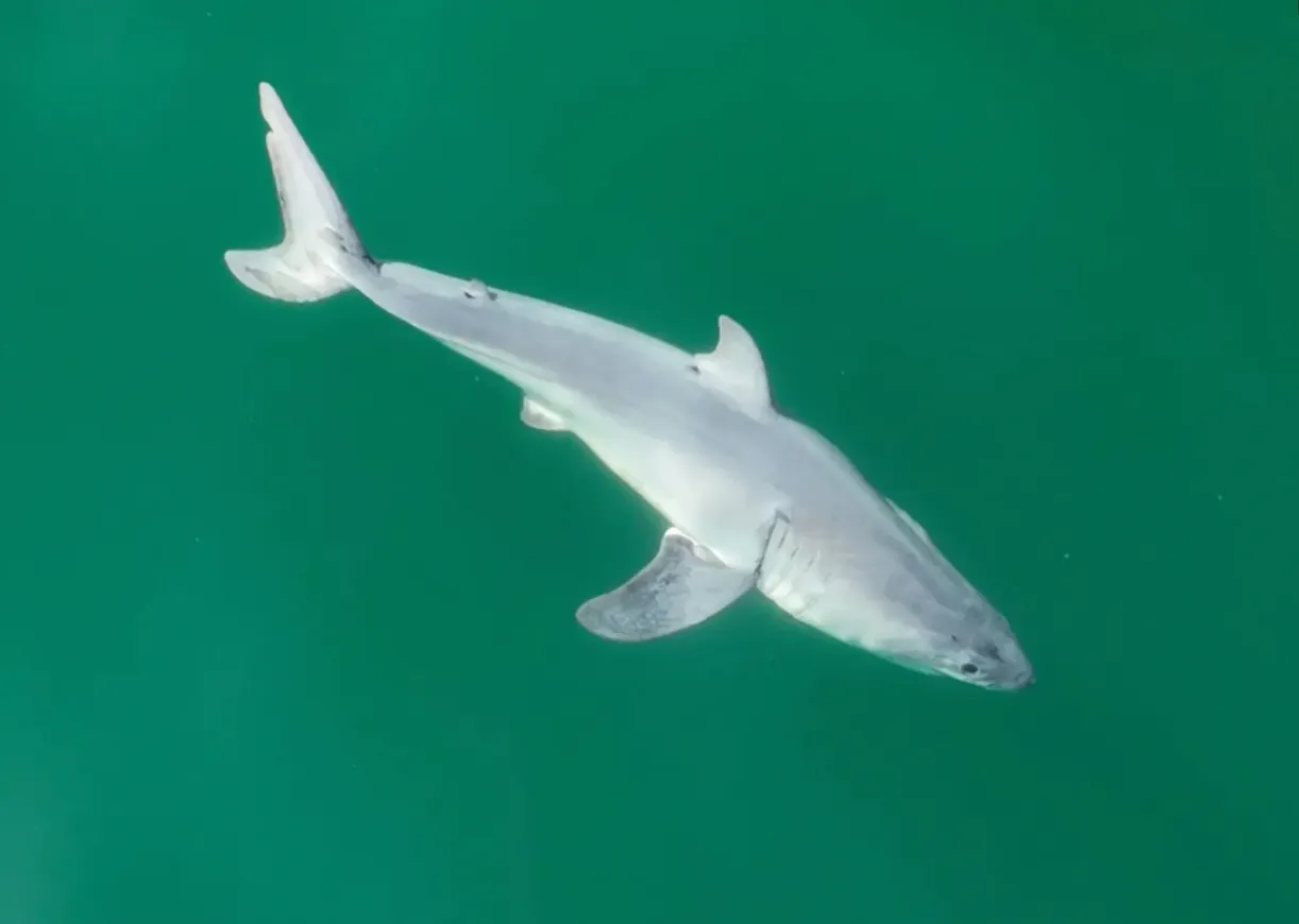 Белых акул никогда не видели маленькими