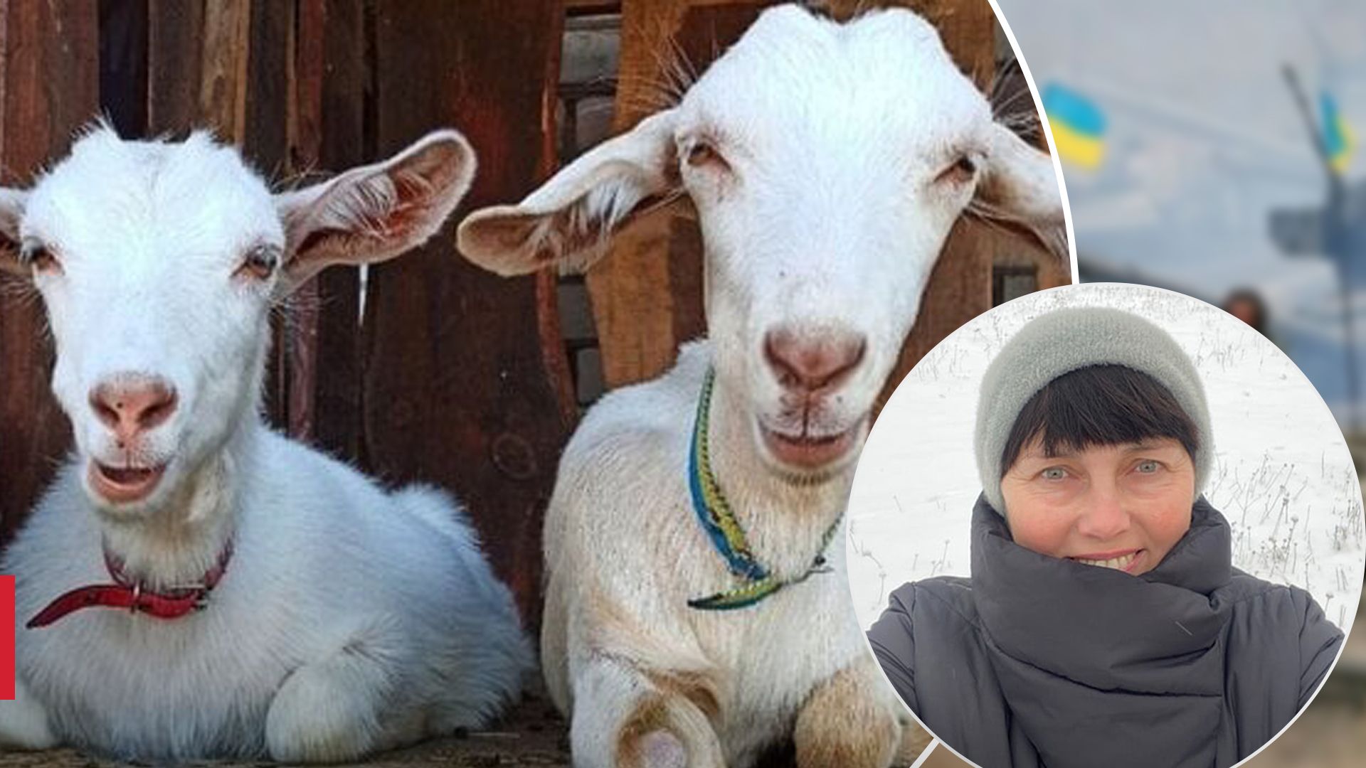 Ферма Лиманська коза переїхала з Херсонщини у Київську область 