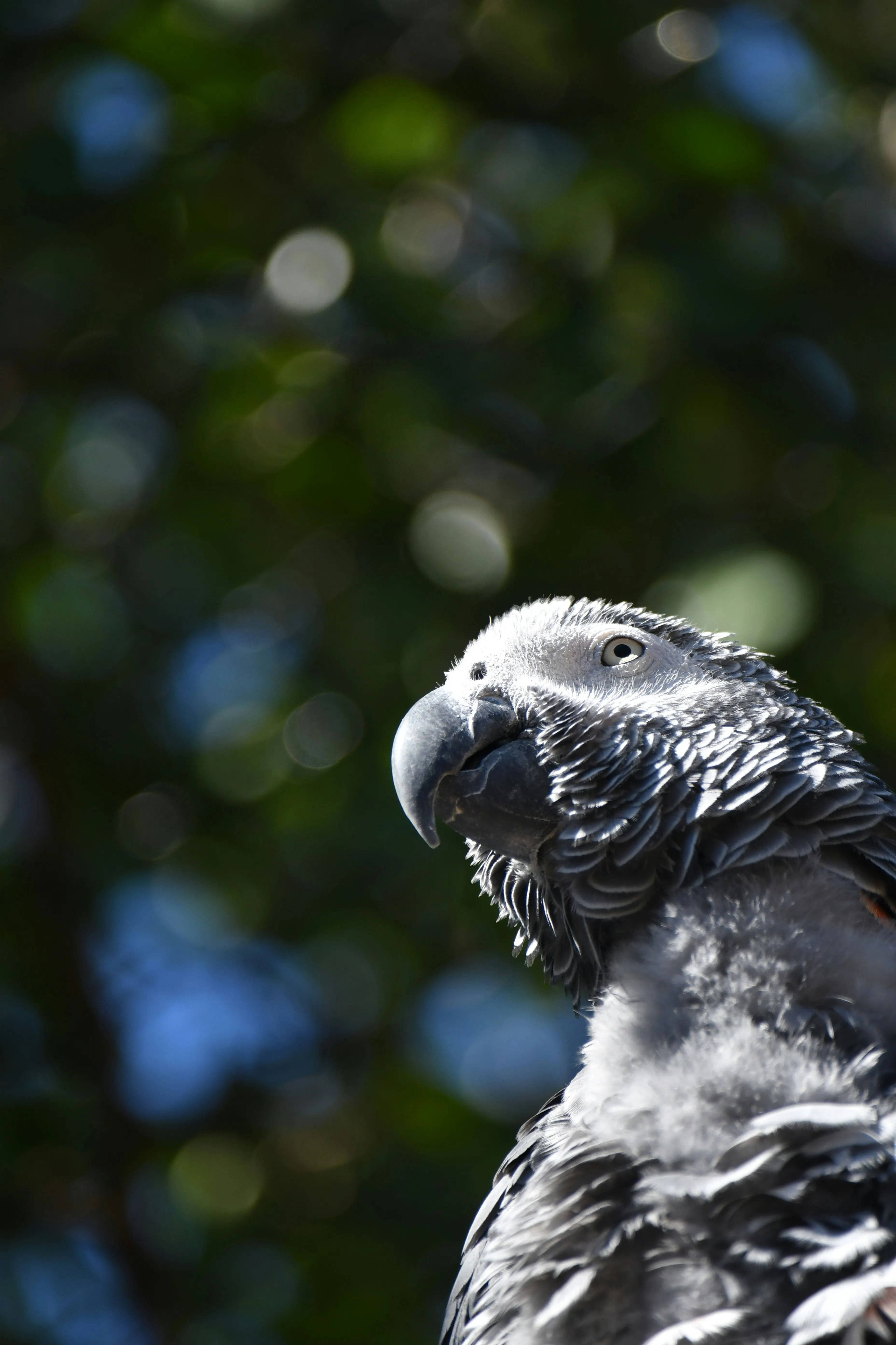 В зоопарке Британии пытаются отучить попугаев материться