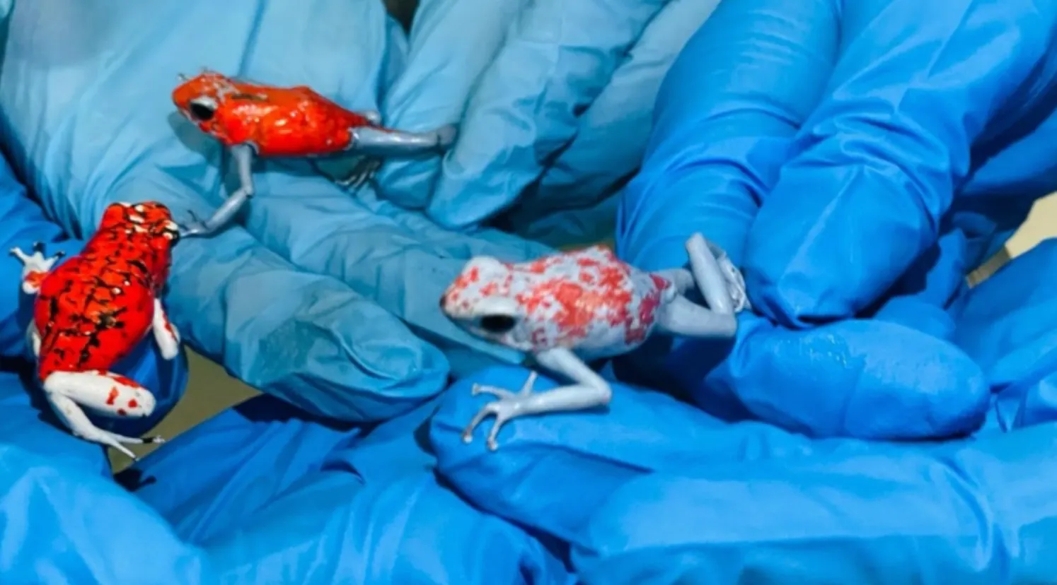 Жаби-арлекіни зазвичай різнокольорові Жаби-арлекіни зазвичай різнокольорові